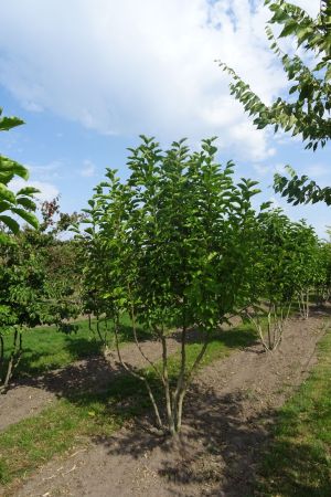Magnolia-kobus-meerstam-200-250
