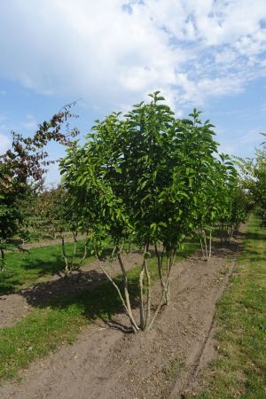 Magnolia-kobus-meerstam-250-300-2