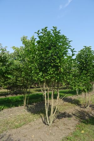 Magnolia-kobus-meerstam-250-300