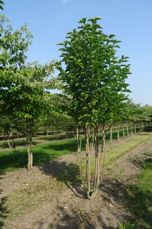 Magnolia-kobus-meerstam-350-400