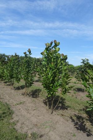 Magnolia-l-Merrill-meerstam-200-250
