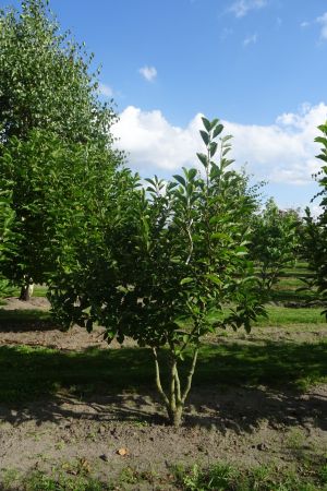 Magnolia-soulangeana-meerstam-200-250