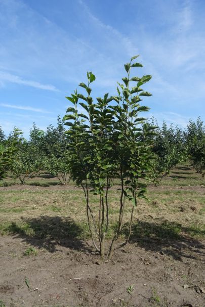 Magnolia soulangeana MRSTAM