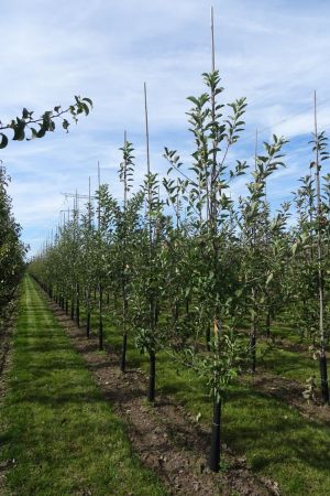 1_Malus-Elstar-geveerd-12-16