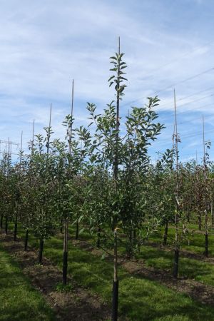Malus-Elstar-geveerd-10-14