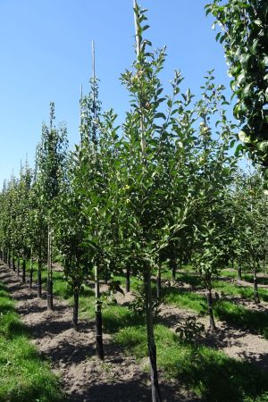 Malus-Elstar-geveerd-12-16-2