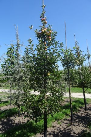 Malus-Elstar-geveerd-12-16