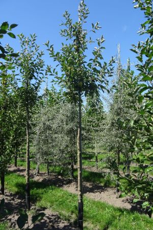 Malus-Elstar-ho-12-16