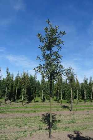 Malus-Elstar-ho-16-20