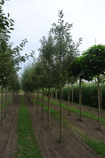 Malus domestica 'Jonagold'