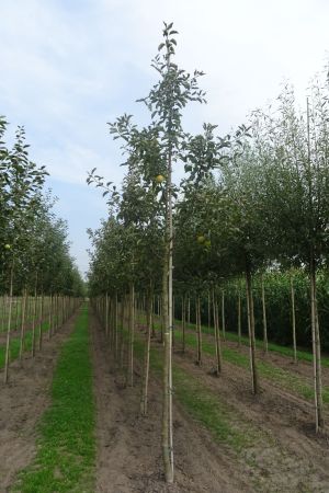 Malus-Jonagold-ho-14-18