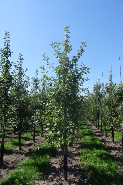 Malus domestica 'Notarisappel'	 GEV