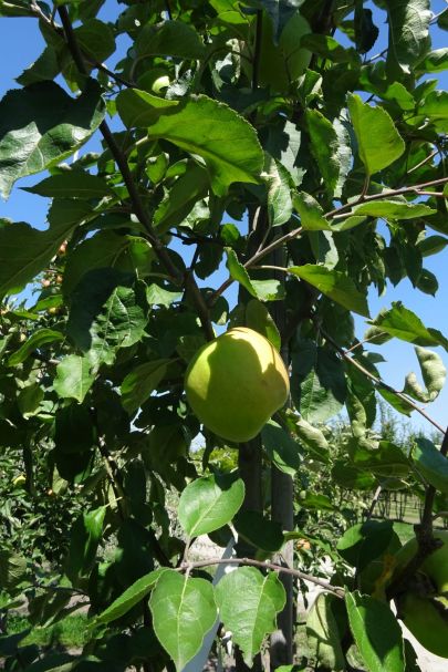	Malus domestica 'Notarisappel'	HO (Eetappel)