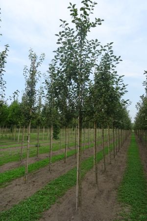 Malus-Notarisappel-ho-14-18