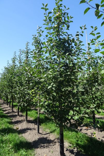 Malus domestica 'Rode Boskoop' GEV