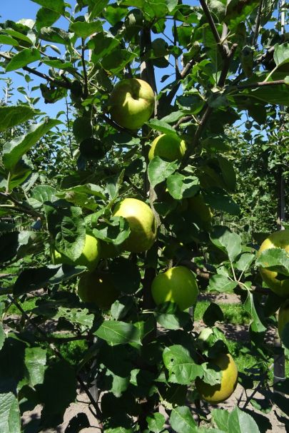 Malus domestica 'Rode Boskoop' HO