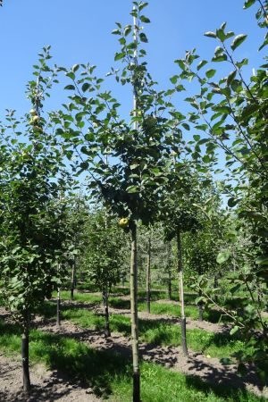 Malus-Rode-van-Boskoop-ho-12-16