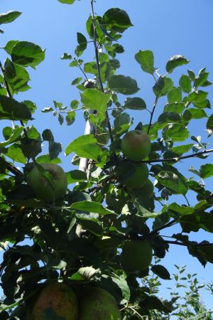 Malus-Rode-van-Boskoop-moesappel-2