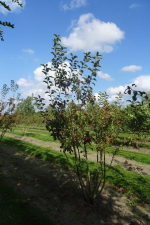 Malus-Evereste-meerstam-200-250