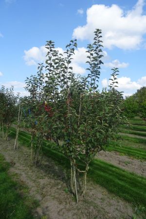 Malus-Evereste-meerstam-250-300-2