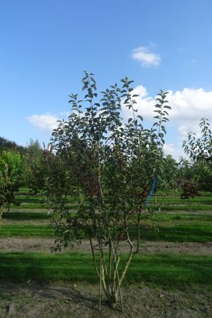 Malus-Evereste-meerstam-250-300