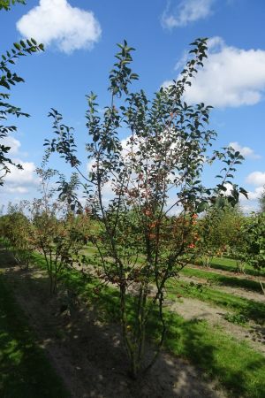 Malus-Evereste-meerstam-300-350