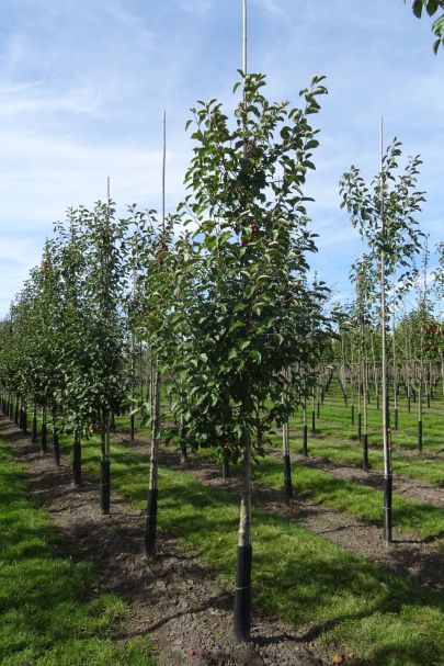 Malus 'Evereste' GEV