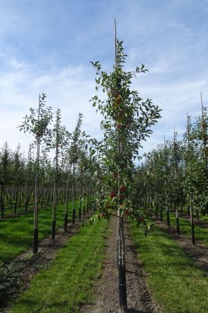 Malus-Evereste-geveerd-12-14