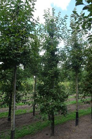 Malus-Evereste-geveerd-14-18-2