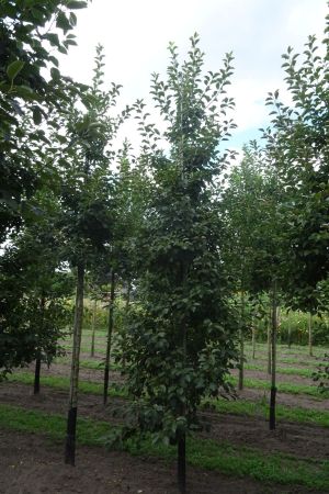 Malus-Evereste-geveerd-14-18