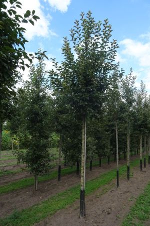 1_Malus-Evereste-ho-16-20