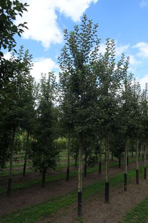 Malus-Evereste-ho-14-18-2