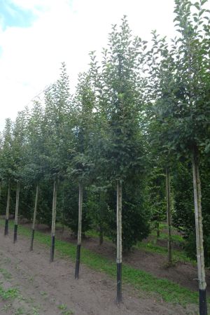 Malus-Evereste-ho-14-18