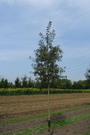 Malus-Evereste-ho-16-20