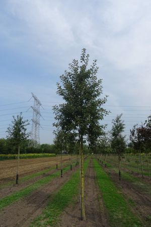 Malus-Evereste-ho-18-25