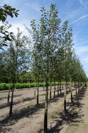 Malus-Evereste-ho-14-16-18