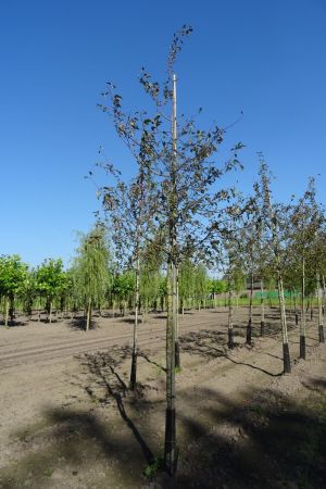 Malus-Evereste-ho-16-18-20