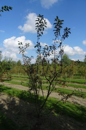 Malus-Red-Sentinel-meerstam-250-300