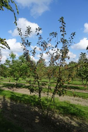 Malus-Red-Sentinel-meerstam-300-350