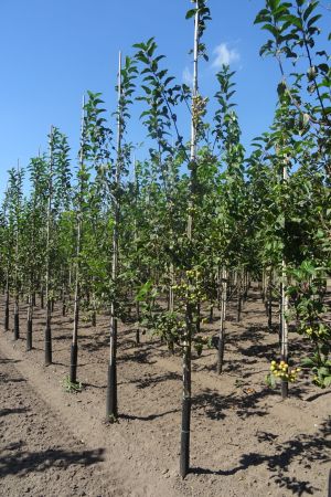 Malus-Red-Sentinel-geveerd-12-14-2