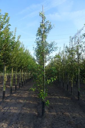 Malus-Red-Sentinel-geveerd-12-14-3