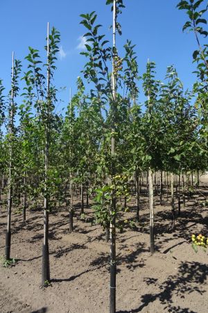 Malus-Red-Sentinel-geveerd-12-14