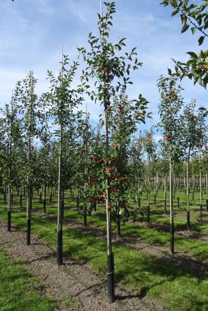 Malus 'Red Sentinel' GEV