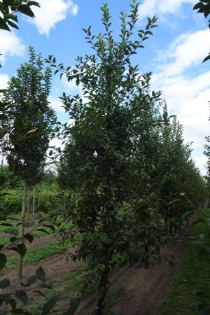 Malus-Red-Seninel-geveerd-14-18