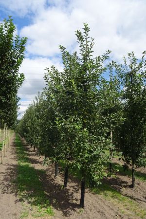 Malus-Red-Sentinel-geveerd-16-20