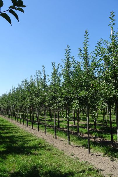 Malus 'Red Sentinel' HO
