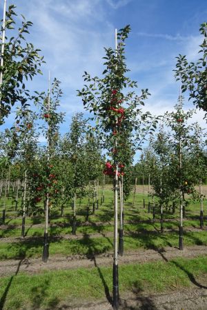 Malus-Red-Sentinel-ho-12-14