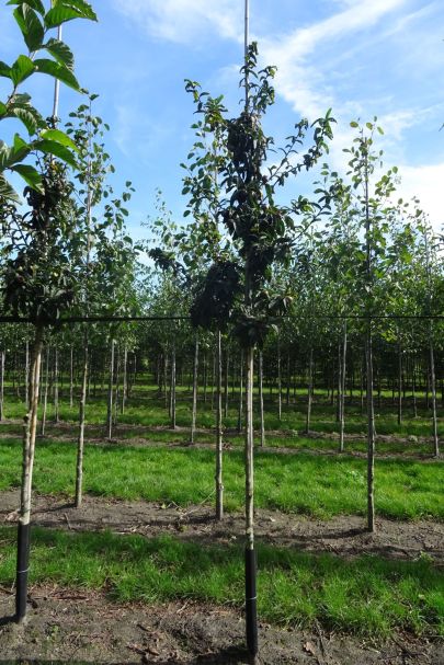 Mespilus germanica 'Westerveld' HO