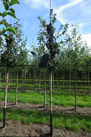 Mespilus-germanica-Westerveld-ho-10-14