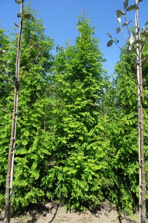 Metasequoia-glyptostroboides-geveerd-18-20-25